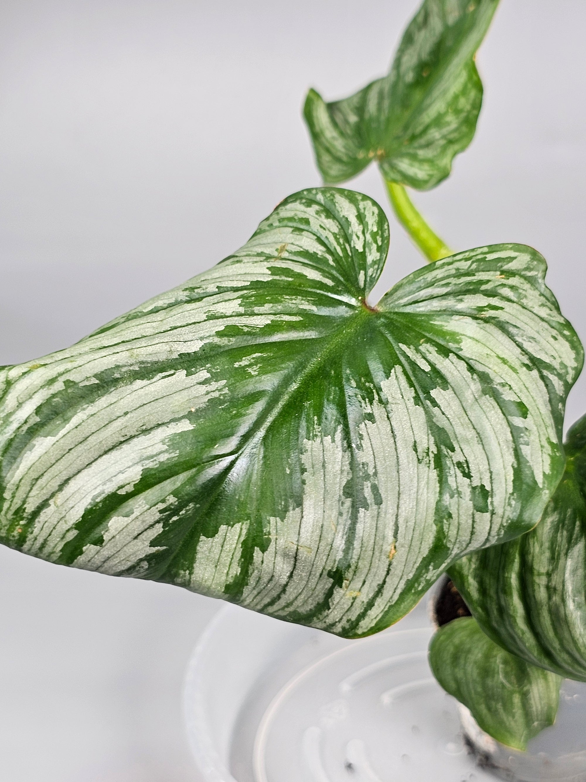 Philodendron Mamei - J | Rare Houseplants