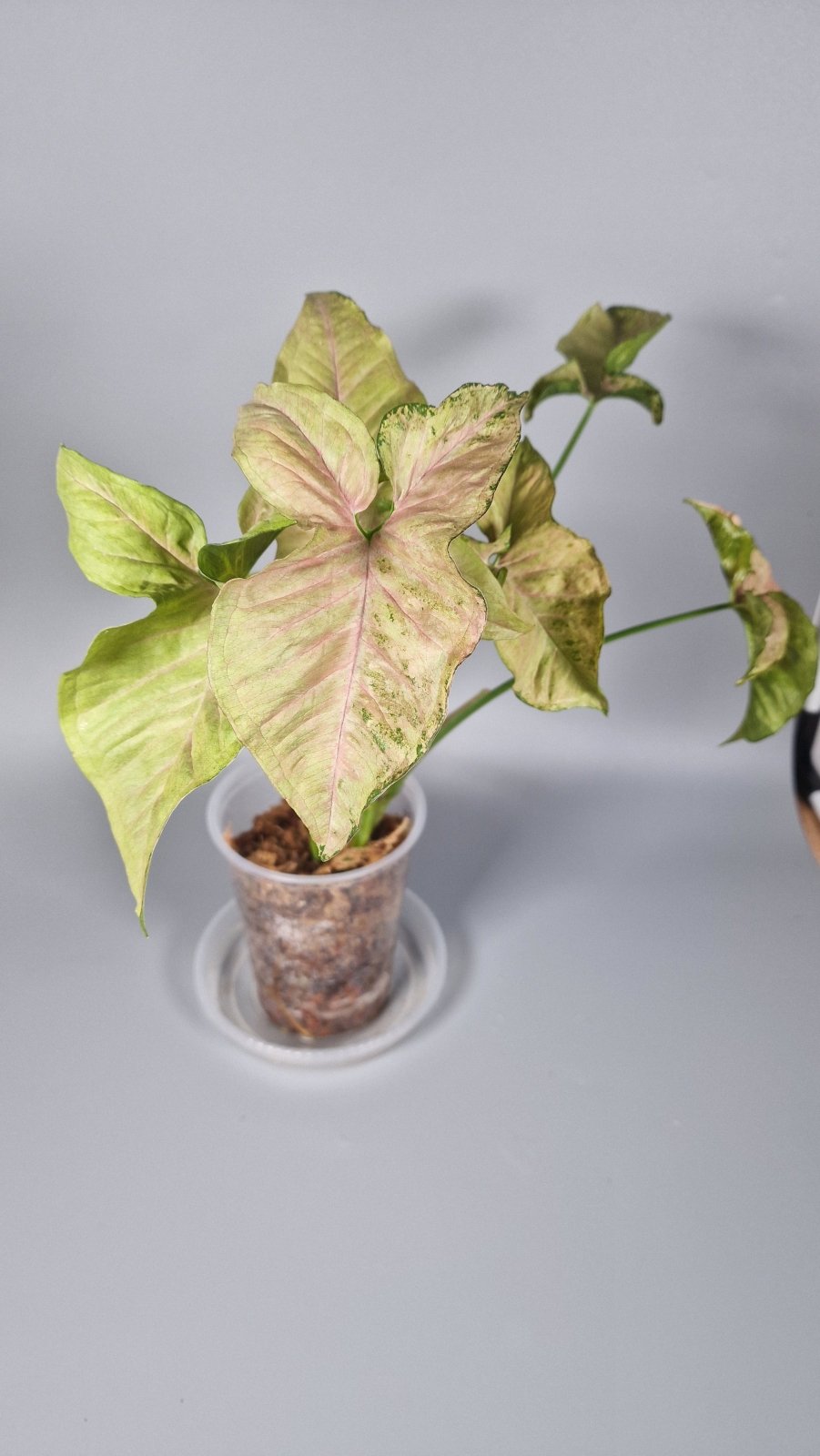 Rare Houseplants - Syngonium Milk Confetti - Odd Leaf