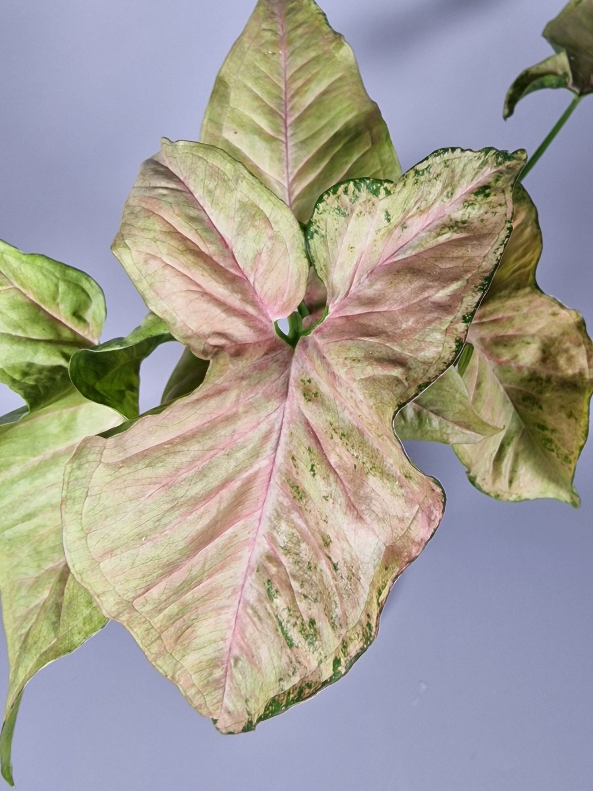 Rare Houseplants - Syngonium Milk Confetti - Odd Leaf