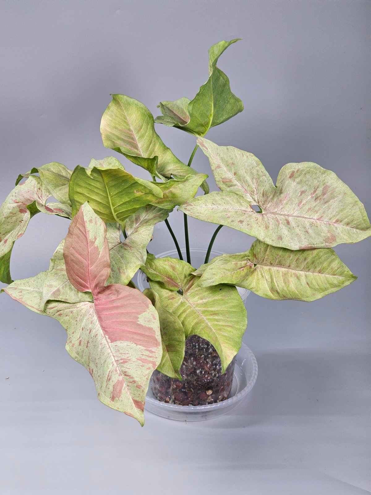 Rare Houseplants - Syngonium Podophyllum 'milk Confetti' - A | Rare Houseplants - Odd Leaf