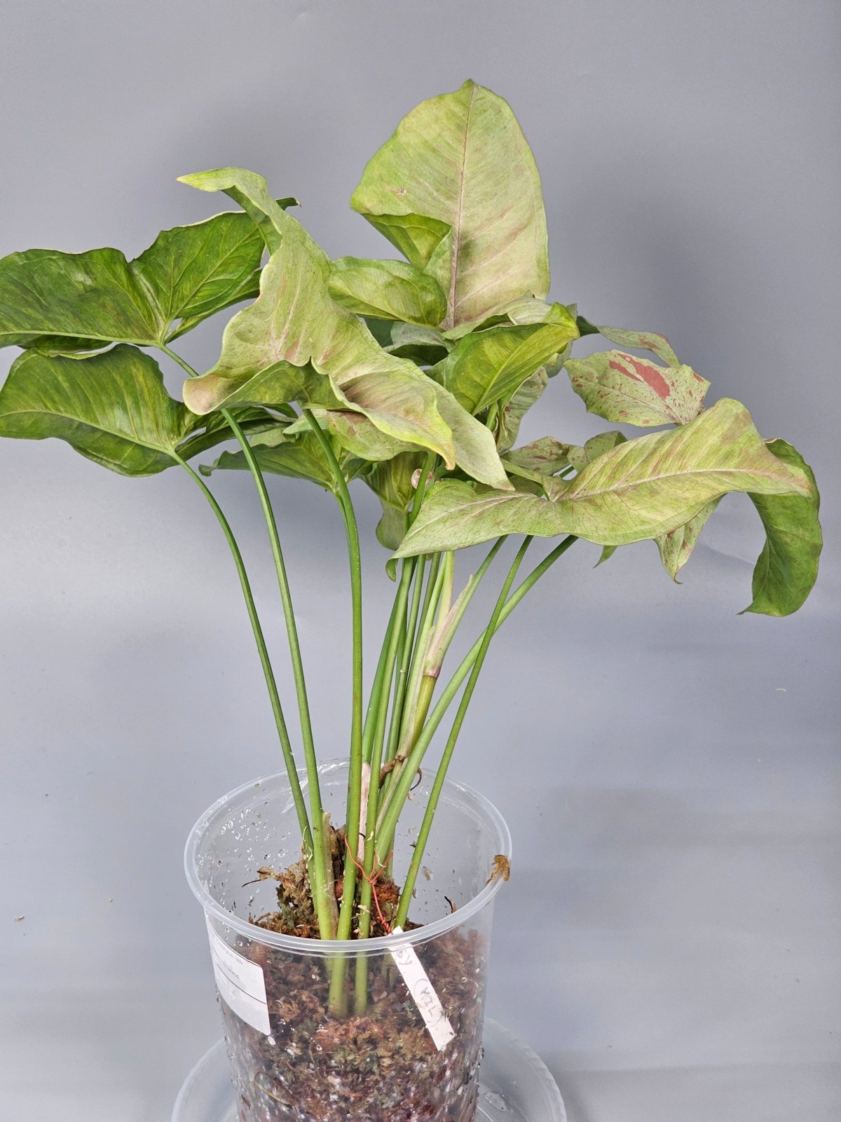 Rare Houseplants - Syngonium Podophyllum 'milk Confetti' - A | Rare Houseplants - Odd Leaf