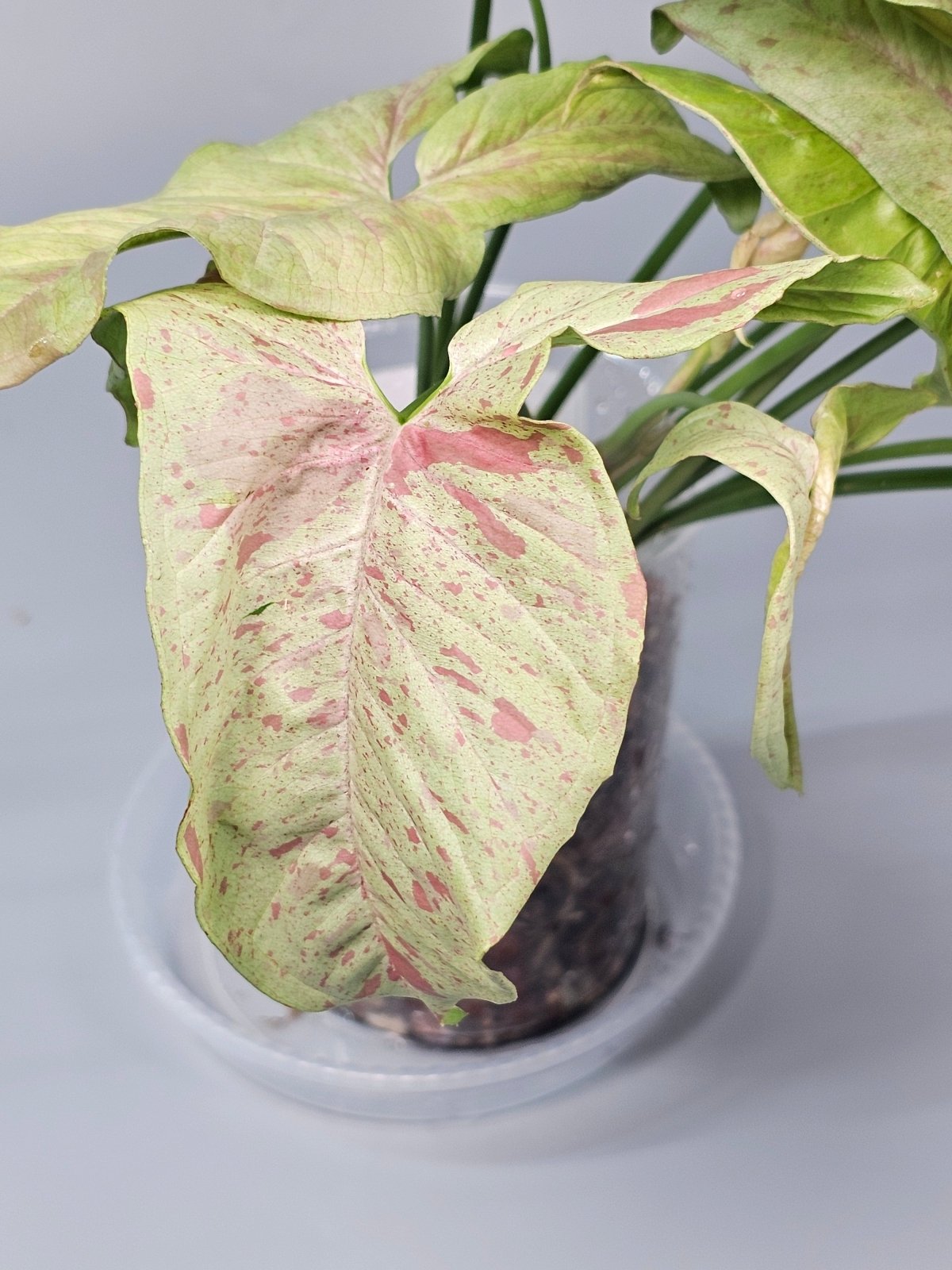 Rare Houseplants - Syngonium Podophyllum 'milk Confetti' - A | Rare Houseplants - Odd Leaf