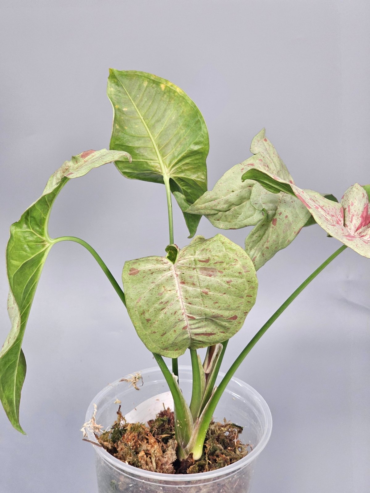 Rare Houseplants - Syngonium Podophyllum 'milk Confetti' - B | Rare Houseplants - Odd Leaf