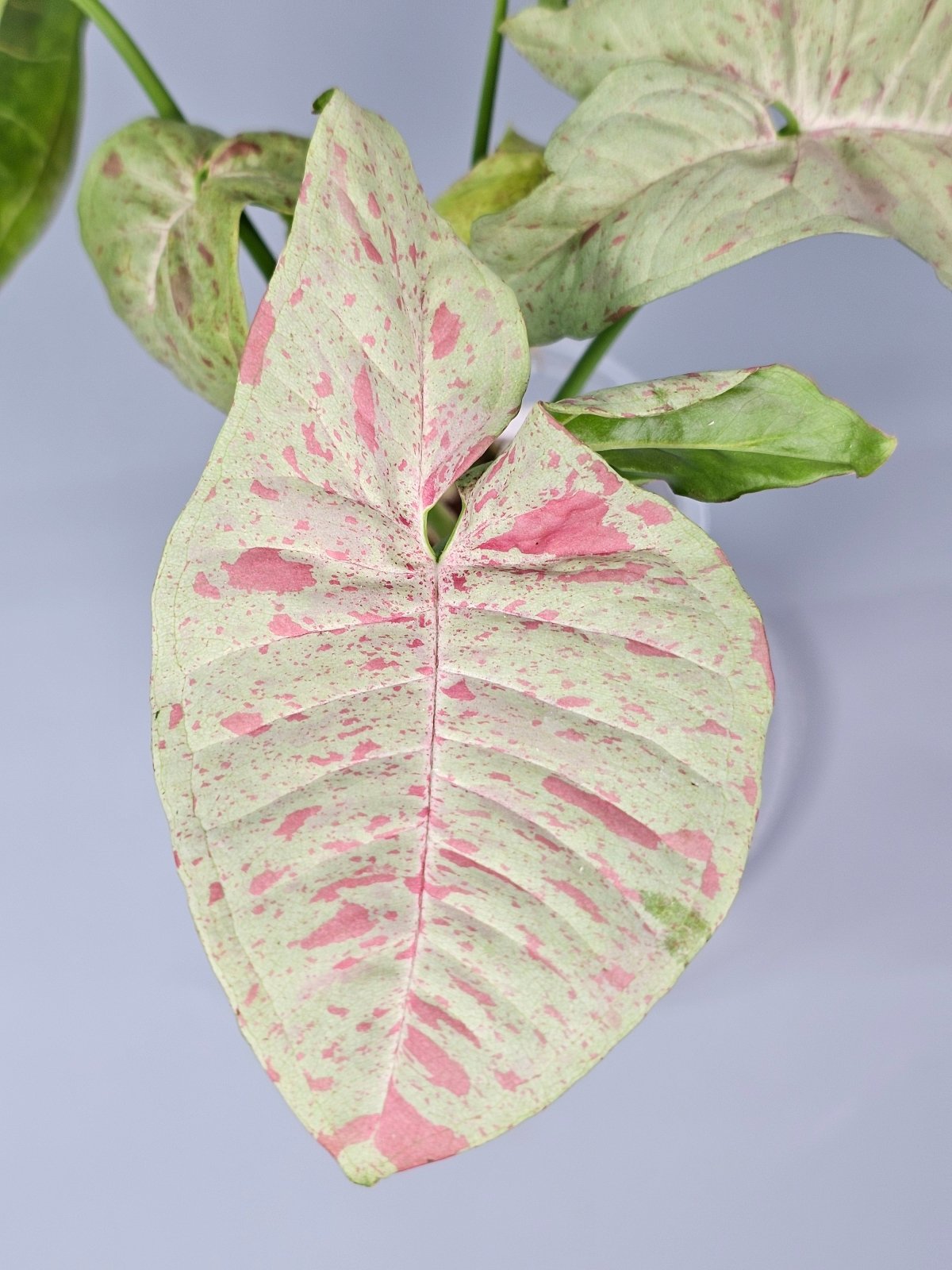 Rare Houseplants - Syngonium Podophyllum 'milk Confetti' - B | Rare Houseplants - Odd Leaf