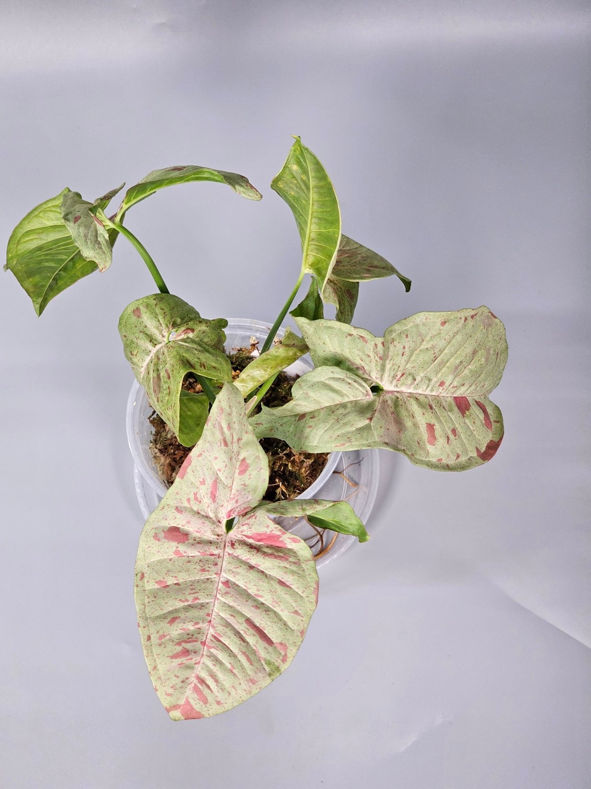 Rare Houseplants - Syngonium Podophyllum 'milk Confetti' - B | Rare Houseplants - Odd Leaf