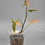 Rare Houseplants - Syngonium Red Spot Tricolour - A | Rare Houseplants - Odd Leaf