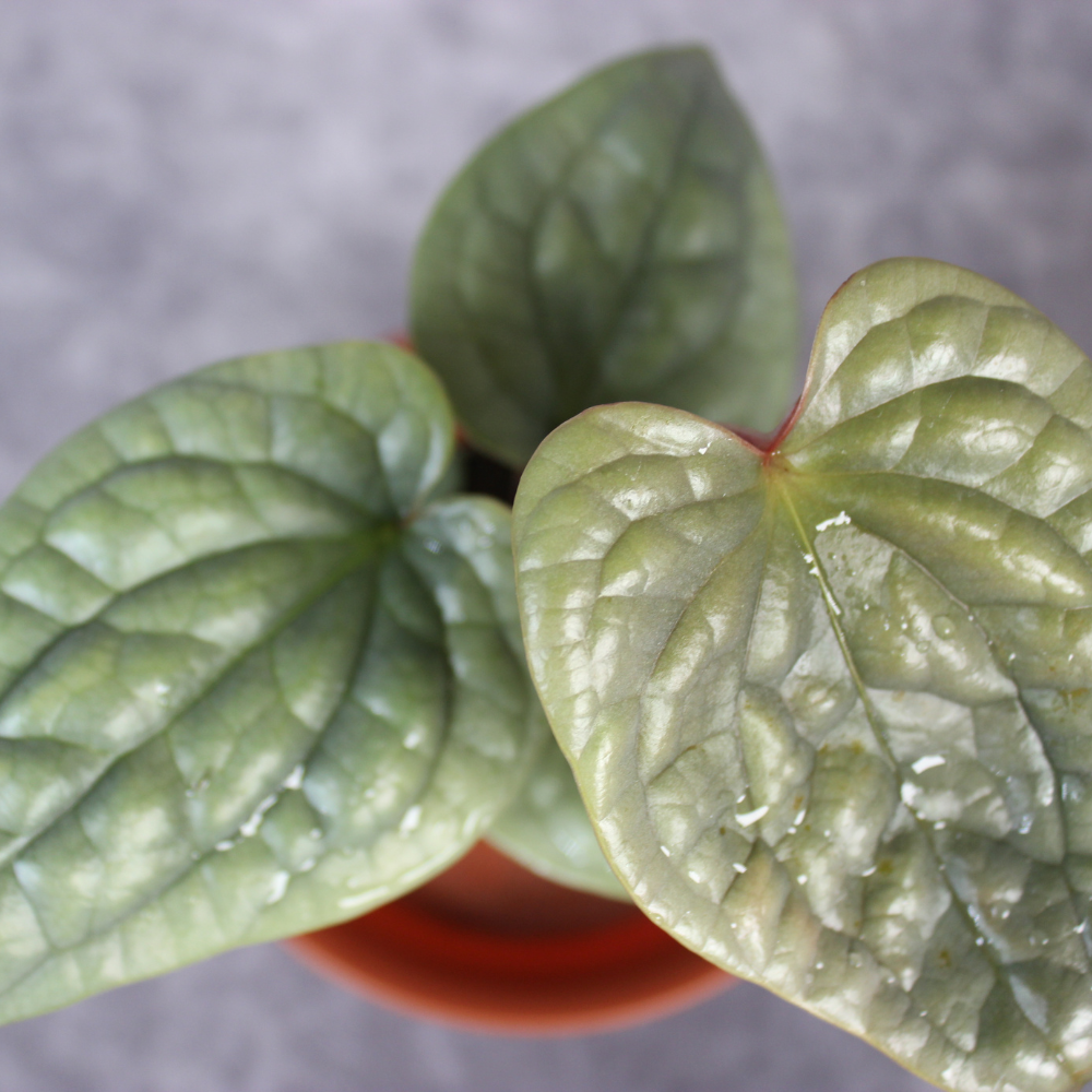 How to Care for Anthurium Luxurians and Encourage Thick, Glossy Leaves in 2026