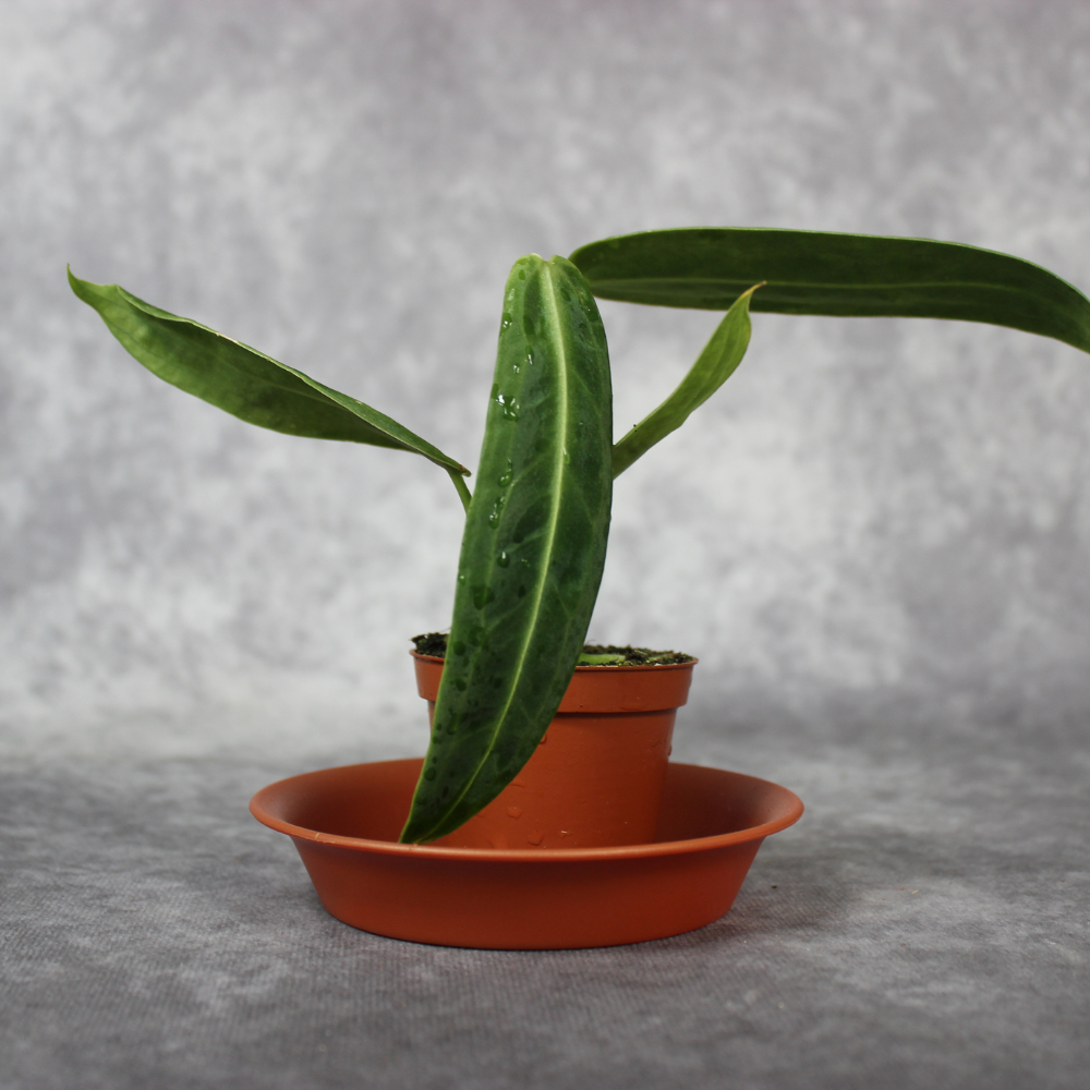 How to Care for Anthurium Warocqueanum When Leaves Refuse to Size Up