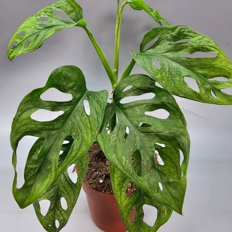 How to Care for Monstera Adansonii ‘Variegata’ and Prevent Weak Vines