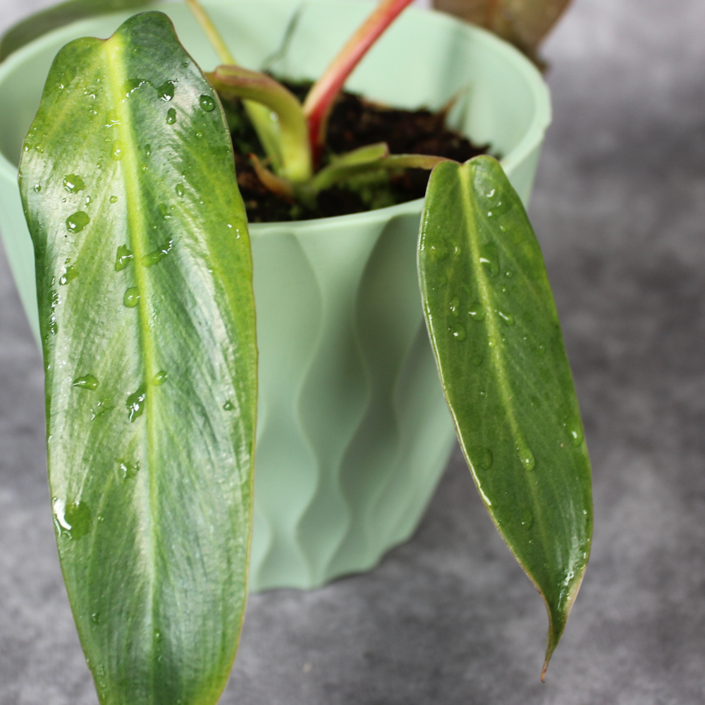 How Humidity Really Affects Rare Houseplants in UK Homes