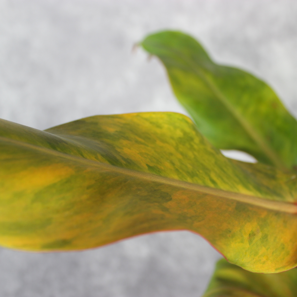 How to Care for Philodendron Orange Marmalade as Colours Change Over Time