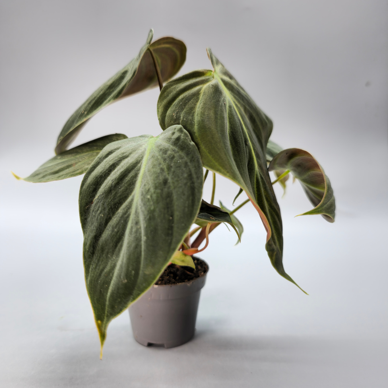 How to Care for Philodendron ‘El Choco Red’ Without Losing Deep Colour