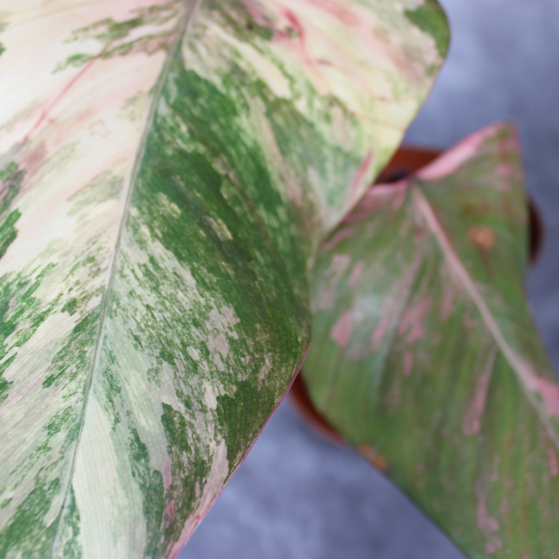 How to Care for Philodendron Strawberry Shake as Variegation Evolves in 2026