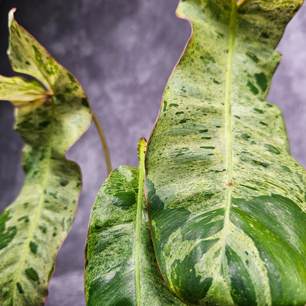 How to Care for Philodendron Paraiso Verde When Variegation Comes and Goes