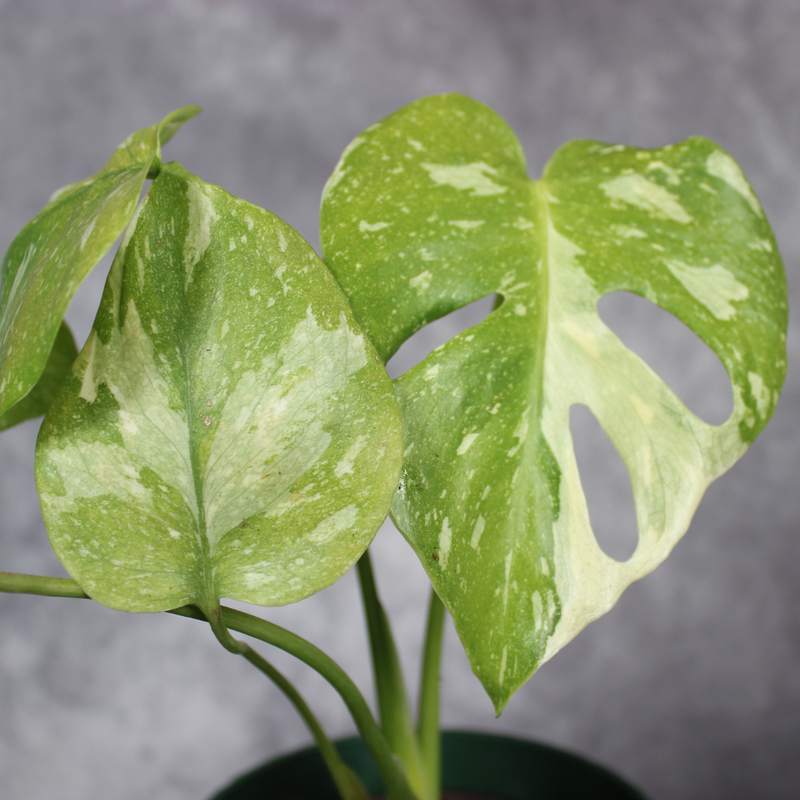 How to Care for Monstera Thai Constellation (Small Form) as It Matures