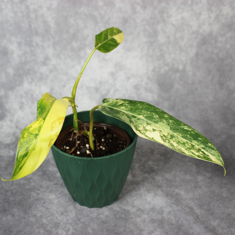 How to Care for Philodendron Hastatum ‘Domesticum’ Variegated and Avoid Stretch