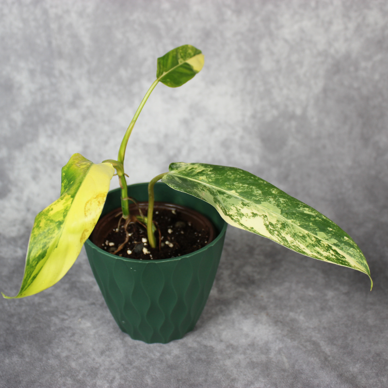 How to Care for Philodendron Hastatum ‘Domesticum’ Variegated and Avoid Stretch