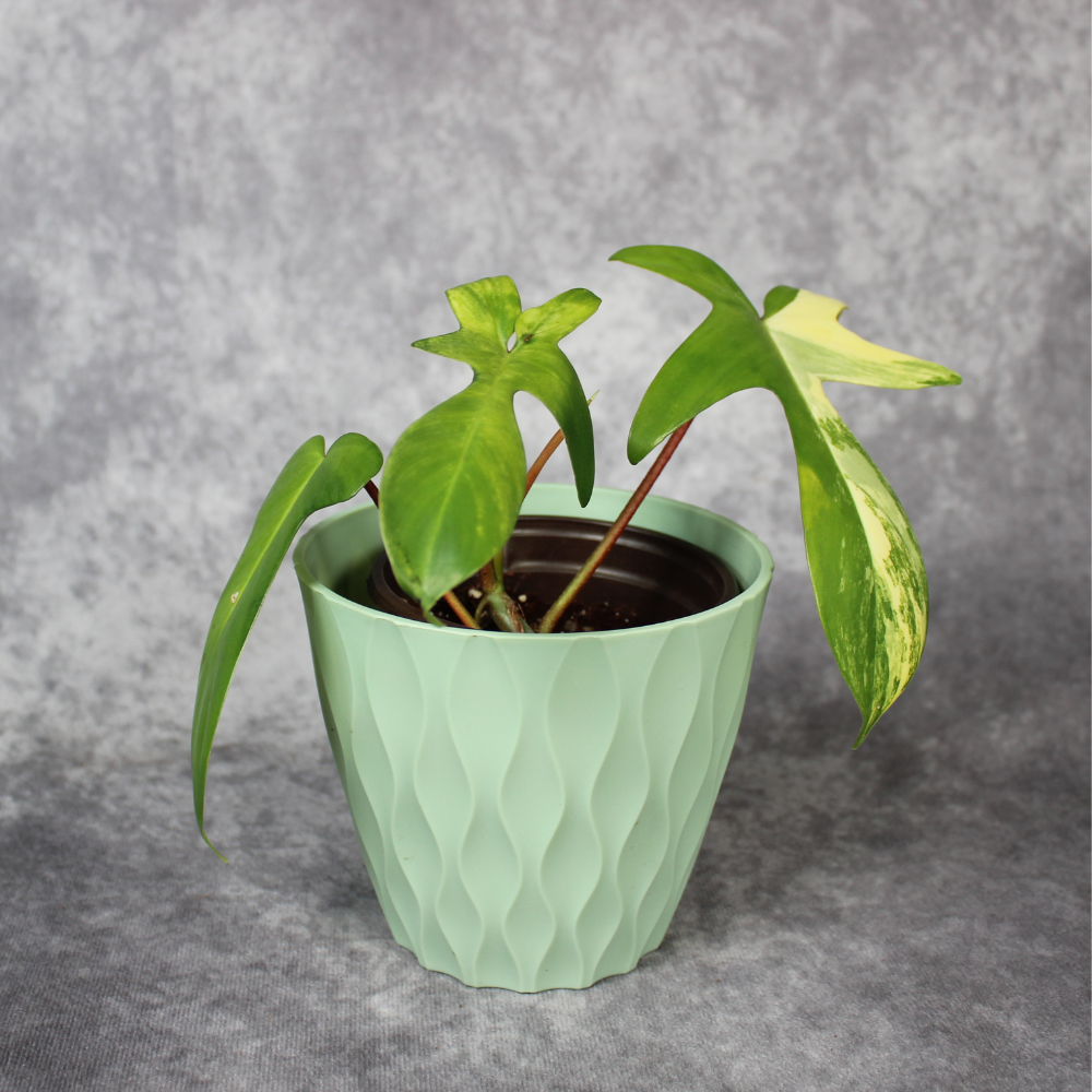 How to Care for Philodendron Florida Beauty and Stabilise Variegation