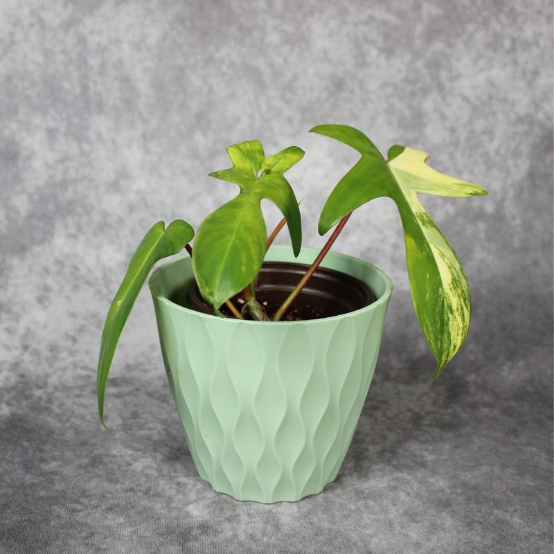 How to Care for Philodendron Florida Beauty and Stabilise Variegation