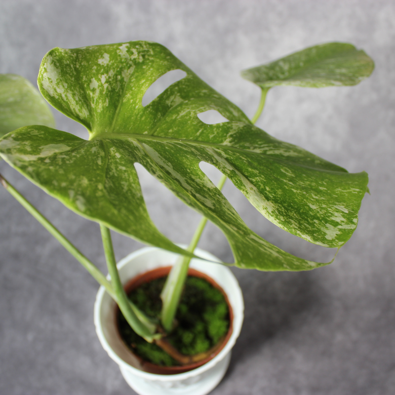 How to Care for Monstera Deliciosa ‘Albovariegata Mint’ Without Reversion