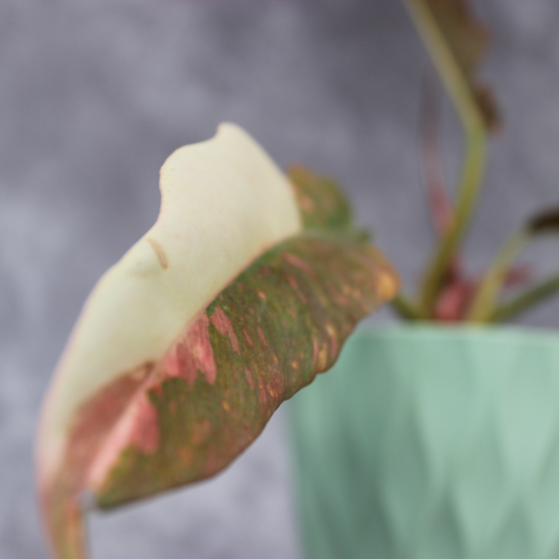How to Care for Philodendron Ring of Fire (High Variegation) Without Burn