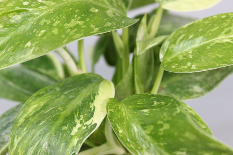 How to Care for Philodendron ‘Jose Buono’ Without Stalling Growth