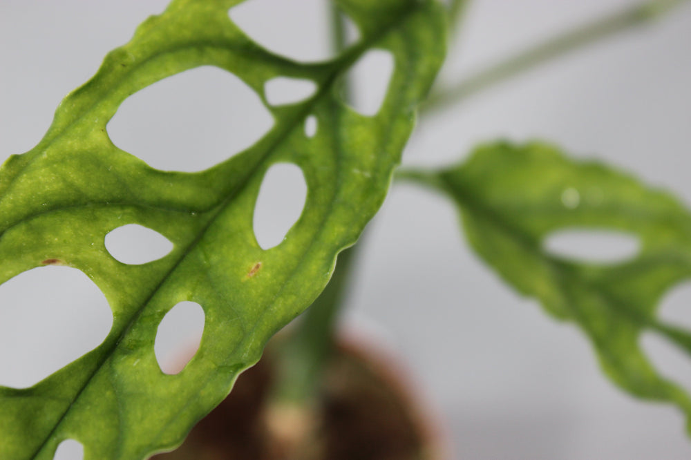 Rare Houseplants That Purify the Air