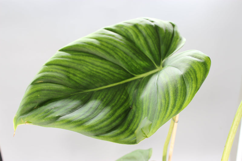 Best Rare Plants for Bathrooms and Humid Rooms