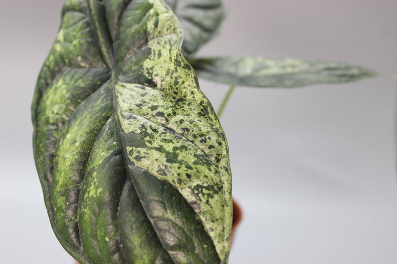 How Often Should You Water Rare Houseplants?