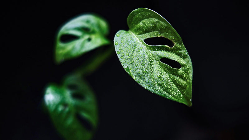 How to Care for Epipremnum Manjula and Encourage Balanced Growth