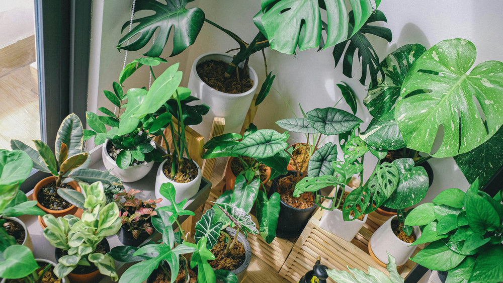 How to Start a Rare Plant Collection on a Budget