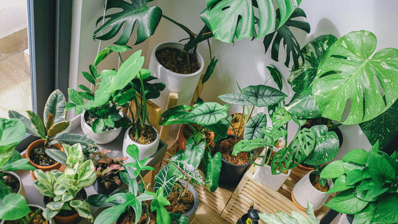 How to Start a Rare Plant Collection on a Budget