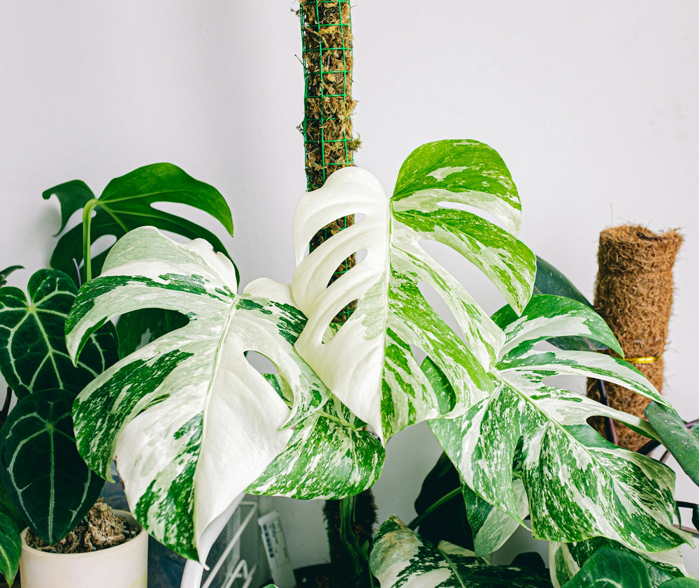 How Often Should You Repot Rare Houseplants in the UK?