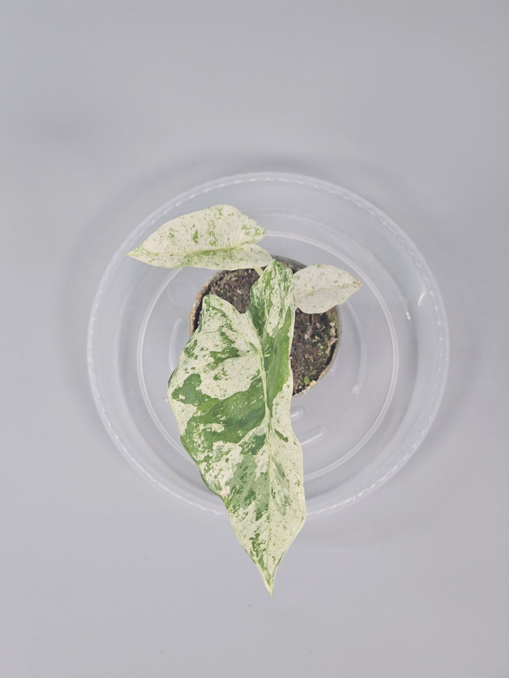 Alocasia Black Velvet: Care Tips for This Statement Plant - Odd Leaf