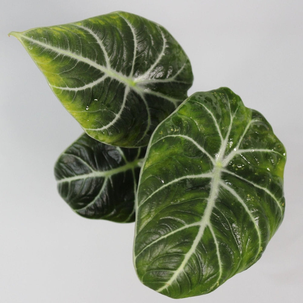 Spring Planting Guide for Tropical Indoor Plants