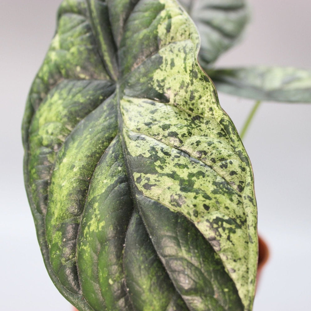 Rare Houseplant Trends to Watch in 2025