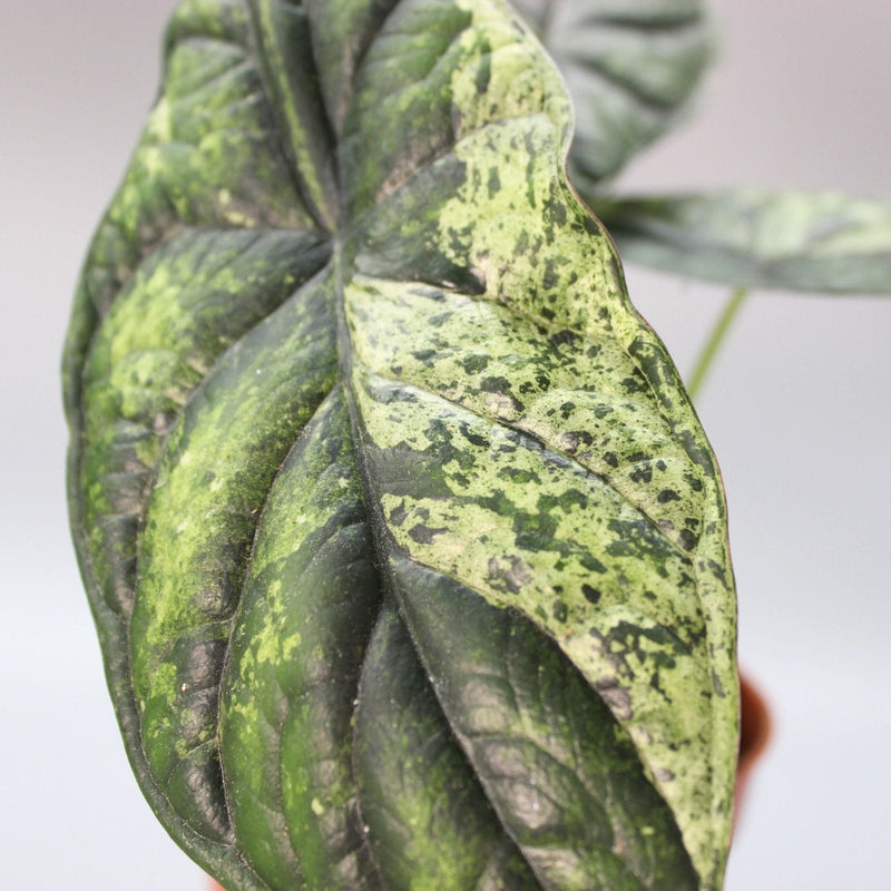 Rare Houseplant Trends to Watch in 2025