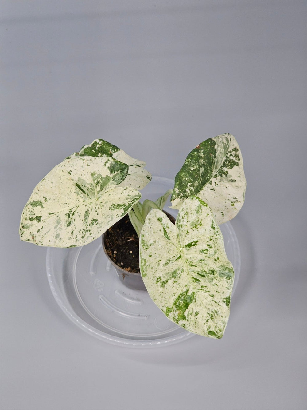 Alocasia Drooping? Here’s What to Do - Odd Leaf