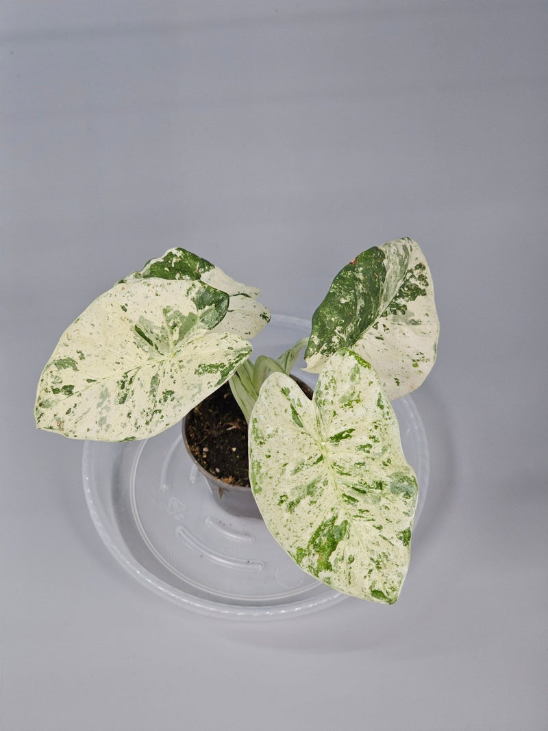 Alocasia Drooping? Here’s What to Do - Odd Leaf