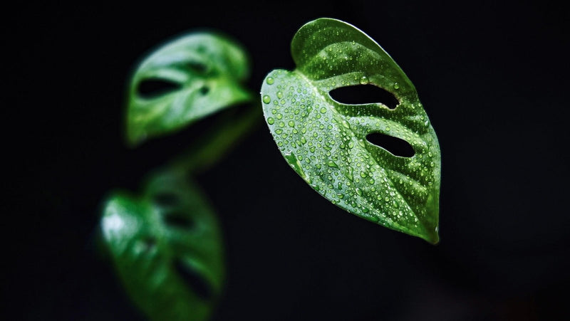 Alocasia Drooping? Here’s What to Do - Odd Leaf