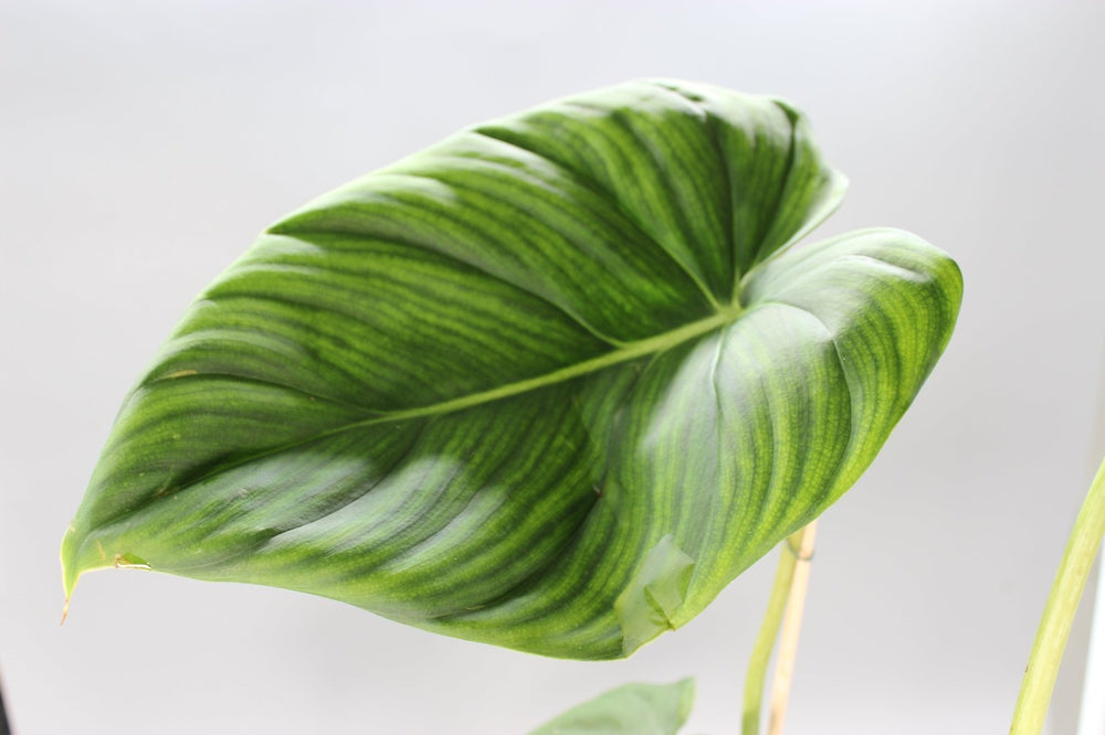 Best Rare Plants for Bathrooms and Humid Rooms - Odd Leaf