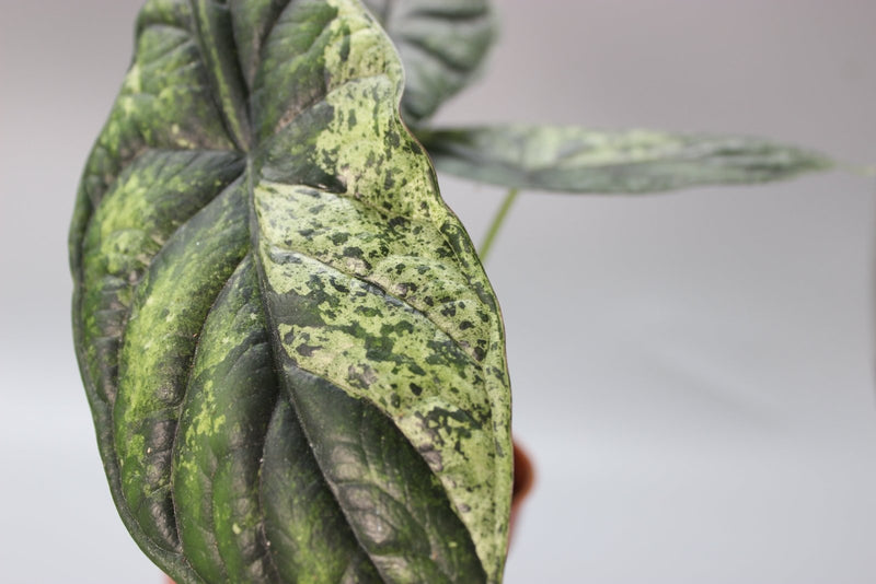 How Often Should You Water Rare Houseplants? - Odd Leaf