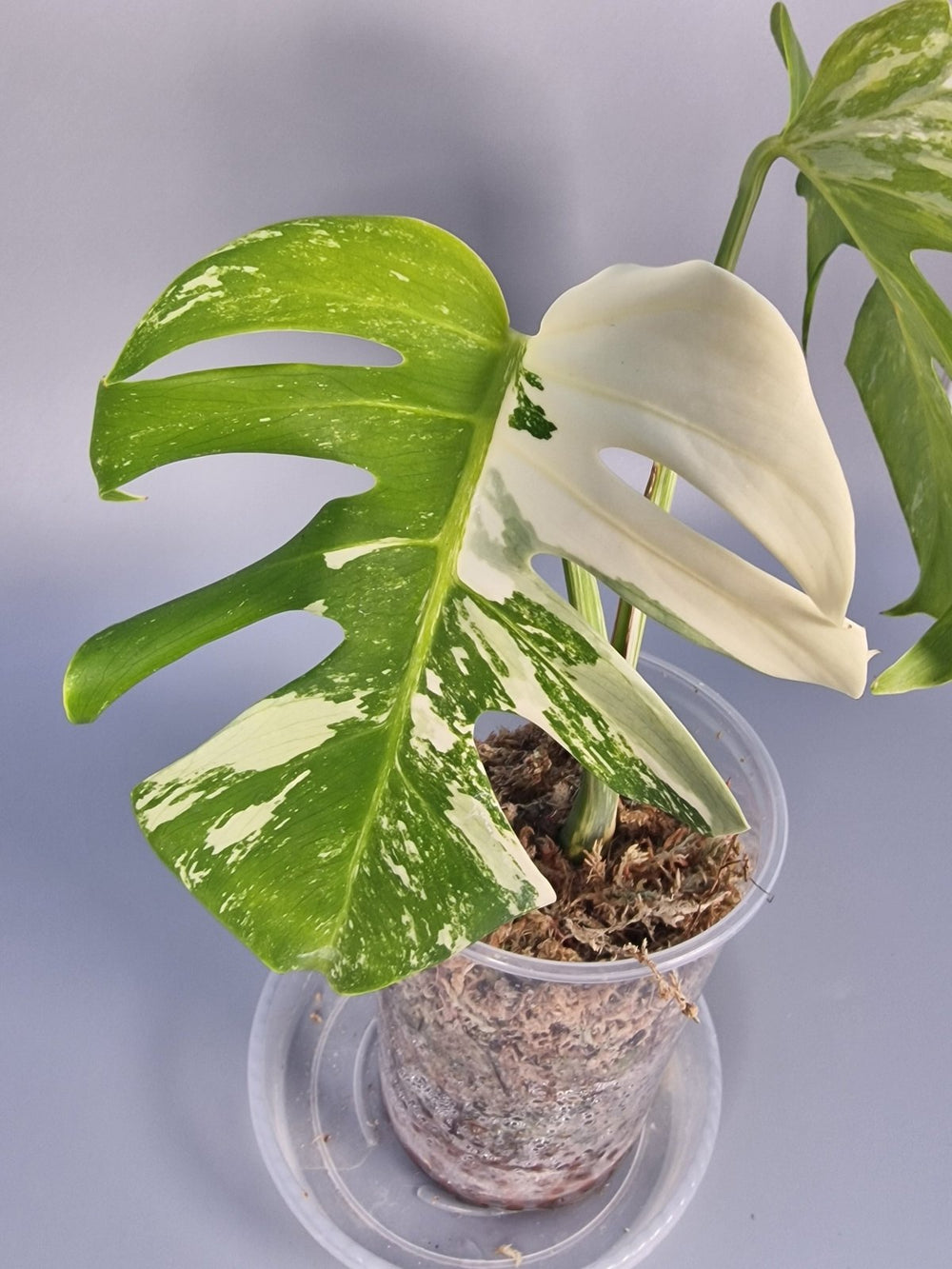 How to Grow and Care for Monstera Albo - Odd Leaf