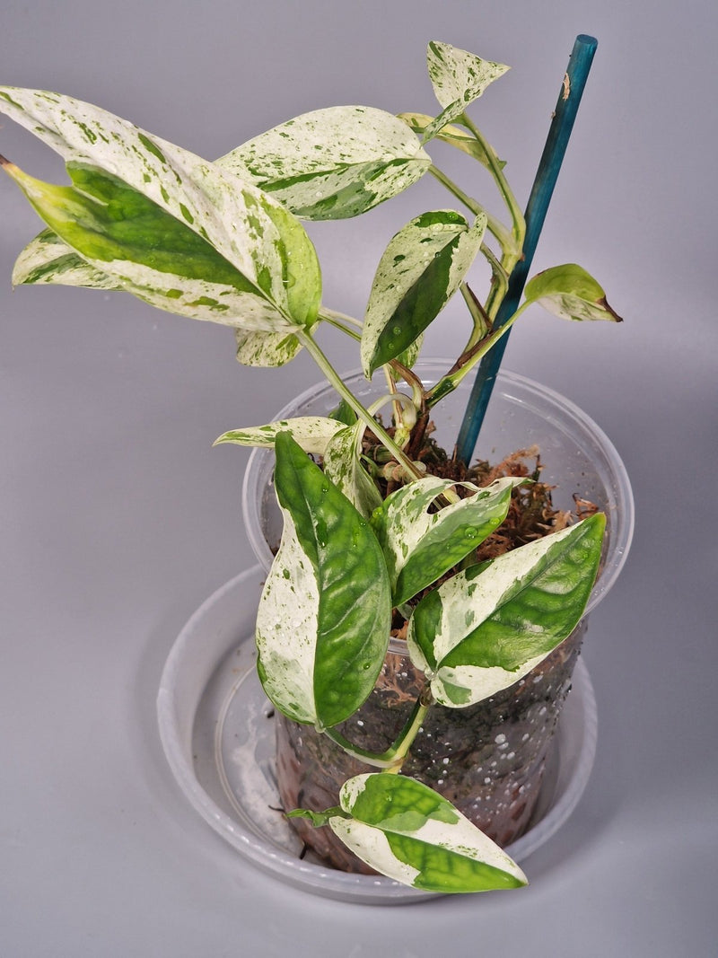 How to Grow Epipremnum Pinnatum (Dragon Tail Plant) - Odd Leaf