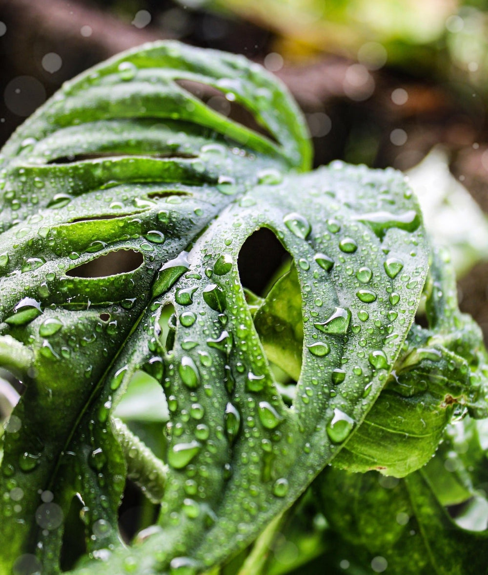 How to Keep Monstera Leaves Splitting Properly - Odd Leaf