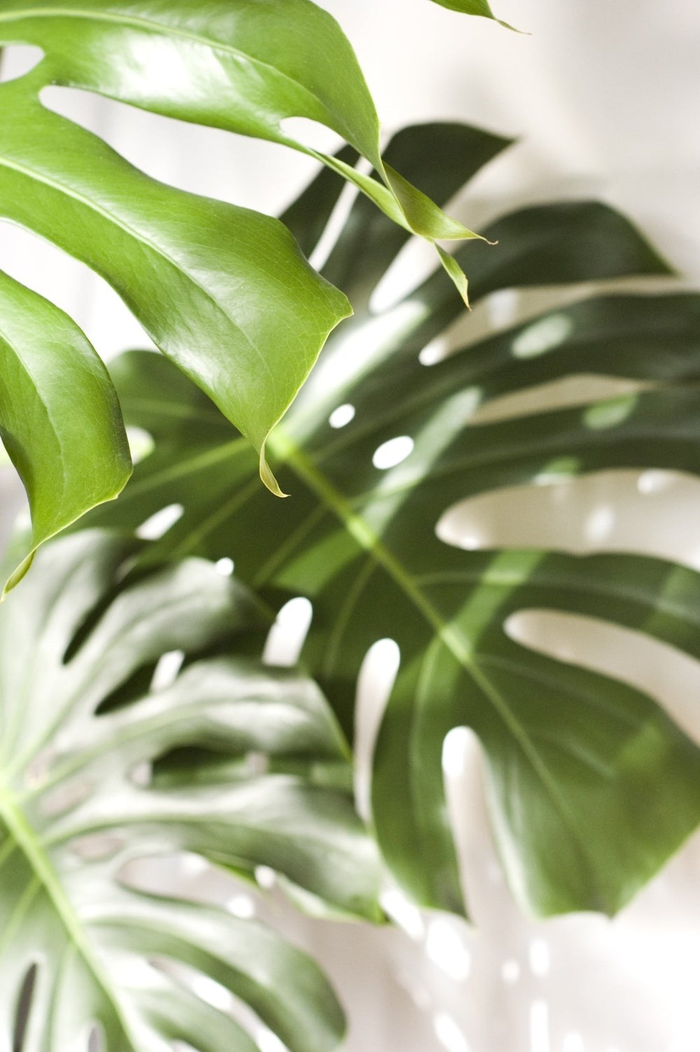 How to Make Your Monstera Grow Bigger: Tips for Massive Leaves  Odd Leaf