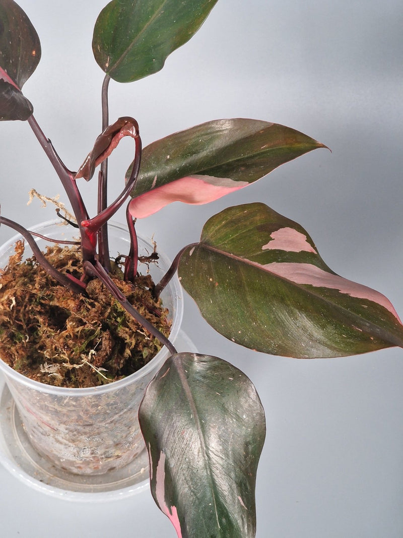 How to Propagate a Philodendron in Water or Soil - Odd Leaf