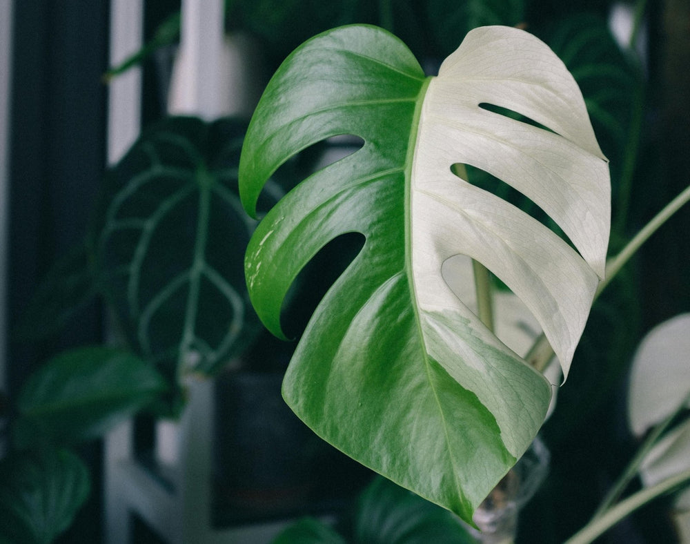 How to Propagate Monstera in Water (Step-by-Step) - Odd Leaf