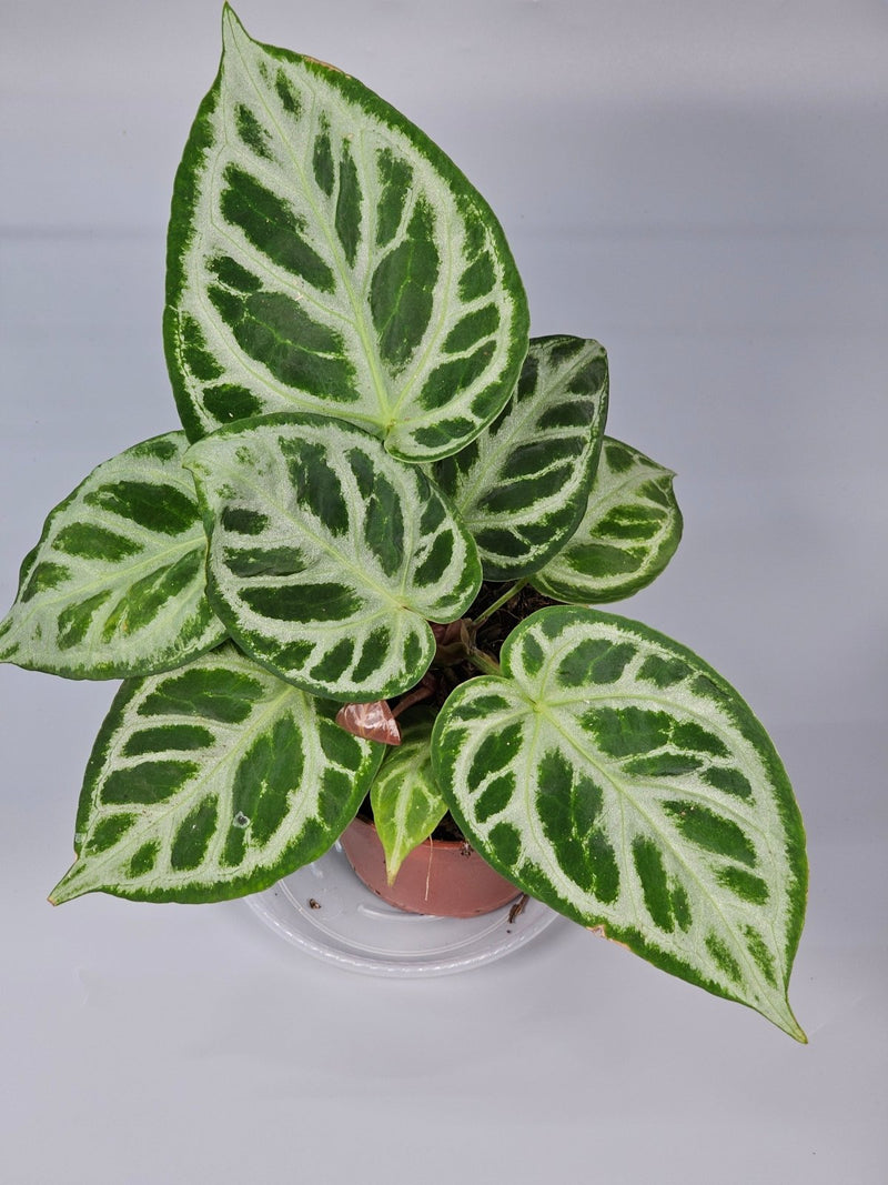 How to Revive a Drooping Anthurium - Odd Leaf