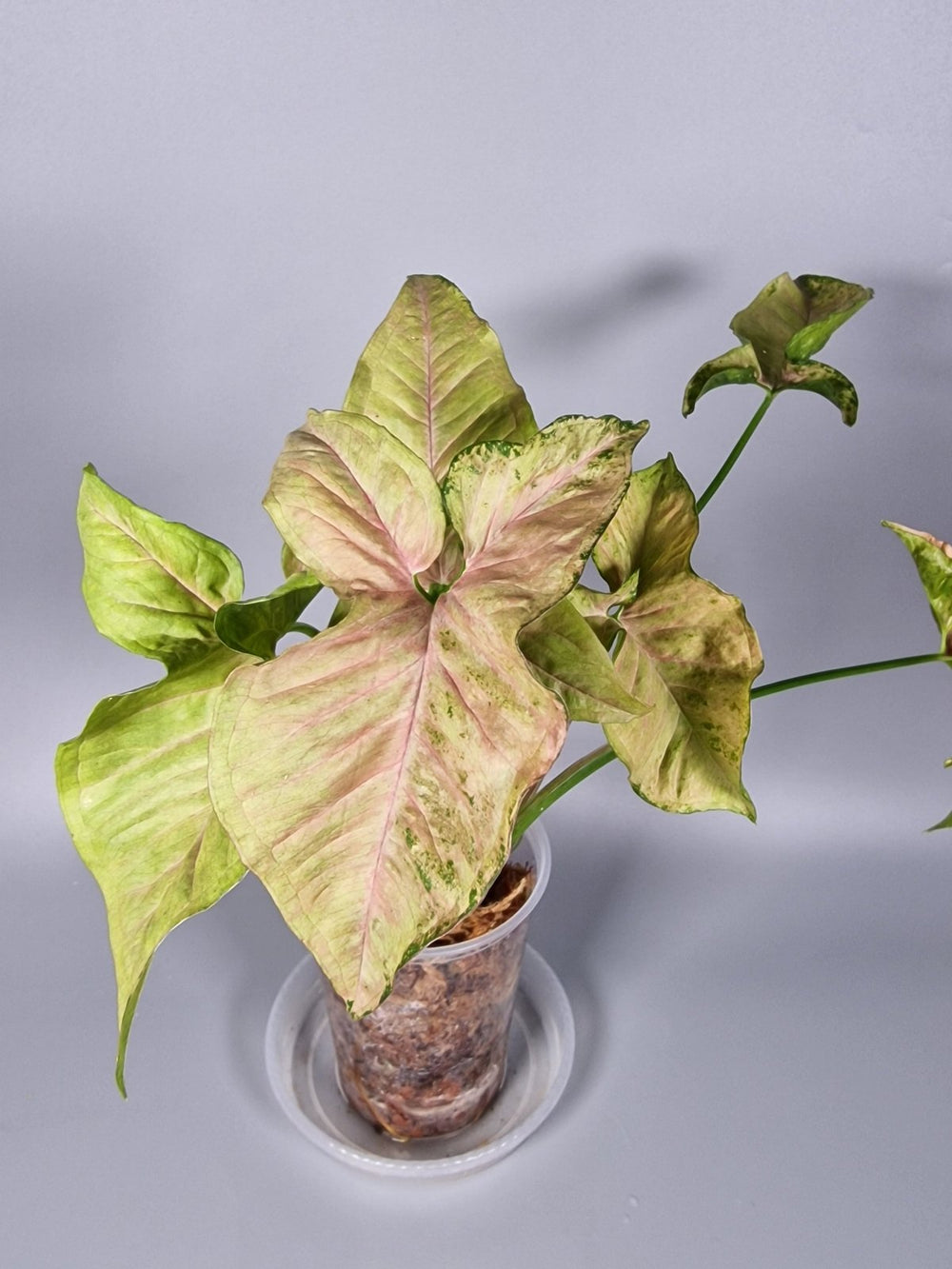 How to Take Care of a Syngonium Indoors - Odd Leaf